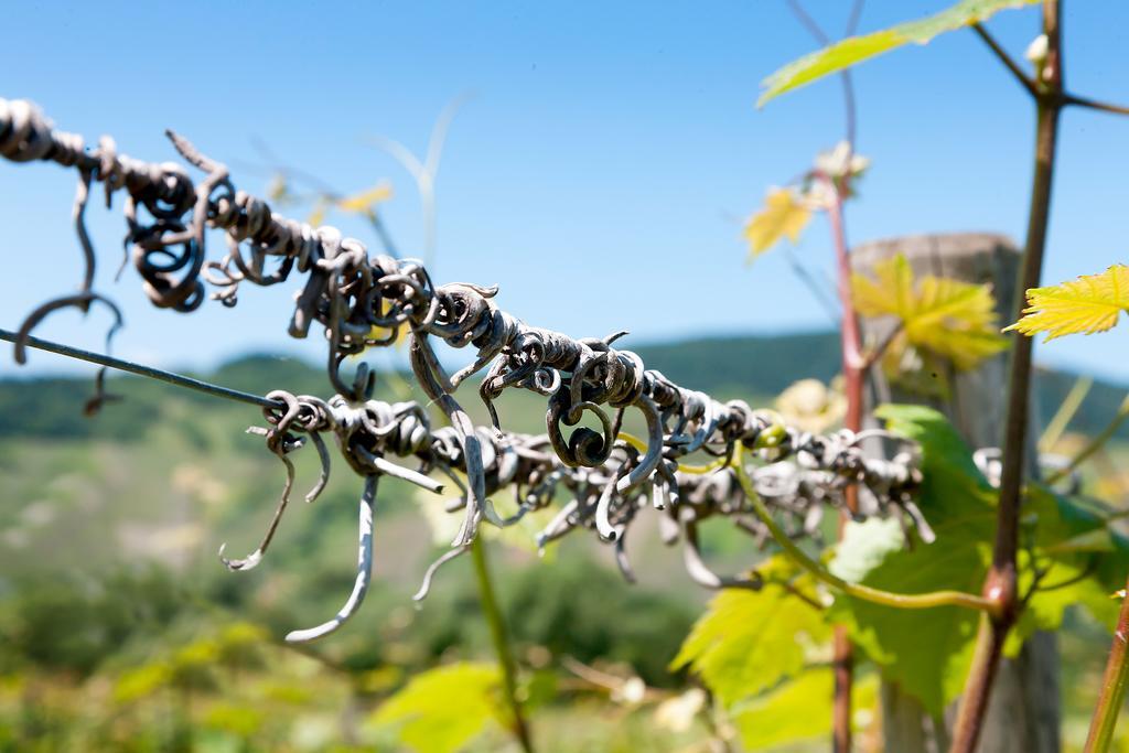 Pension Und Weingut Moselblick Brauneberg Exterior foto
